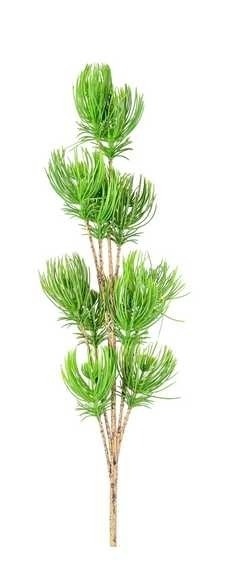 Gałązka 60cm zielona sosnowa (CV37526-MIX)