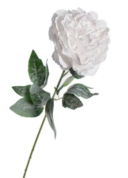 Frosted white peony (KO4382)