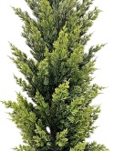 PE cypress tree 90cm in pot (RF0614)