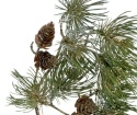 Pine branch 50cm PU with cones (ART19637)