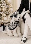 Pudel biały "coco elegance" w berecie (704459)