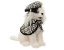 Pudel biały "coco elegance" w berecie (704459)