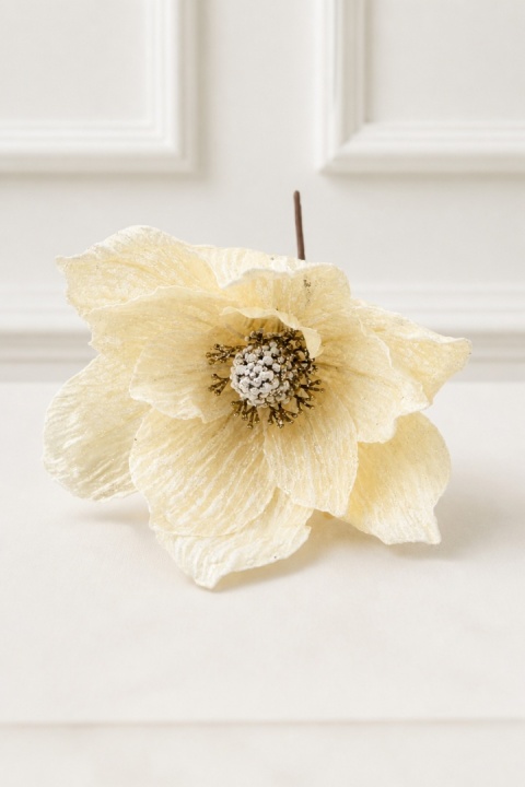 Magnolia śnieżna beżowa na piku (SX1228)