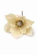 Magnolia śnieżna beżowa na piku (SX1228)