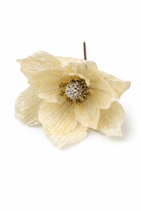 Magnolia śnieżna beżowa na piku (SX1228)