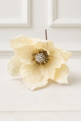 Magnolia śnieżna beżowa na piku (SX1228)