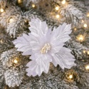 White and silver poinsettia (CV37121-MIX)