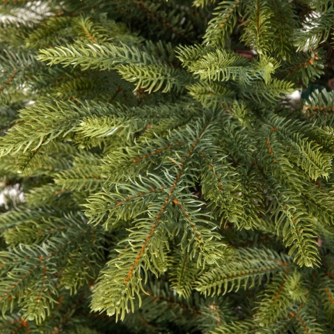 Choinka Świerk PE Alaska 150cm (E)