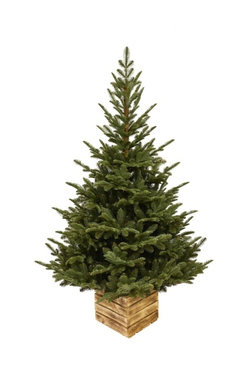 Choinka Mountain Fir PE BOX 210cm (DC0272) fi 124cm