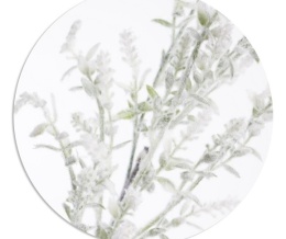 Frosted boxwood branch 70cm (GL03738)