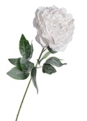 Frosted white peony (KO4382)
