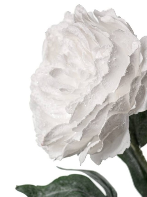 Frosted white peony (KO4382)