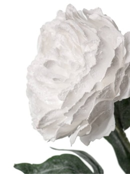 Frosted white peony (KO4382)